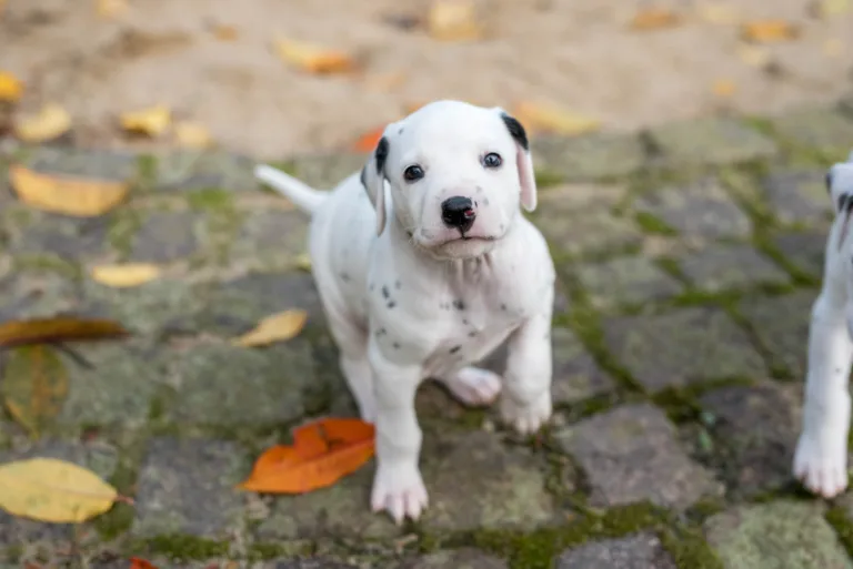 34. Lebenstag - B-Wurf (16)