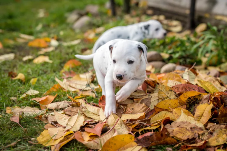 34. Lebenstag - B-Wurf (17)