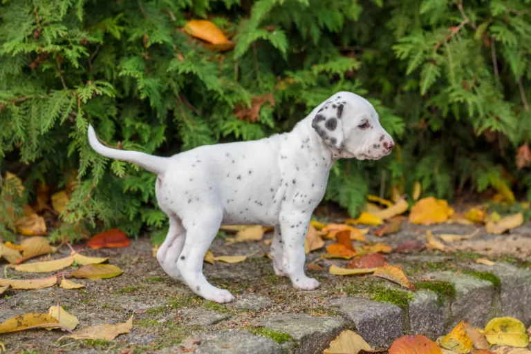 34. Lebenstag - B-Wurf (19)