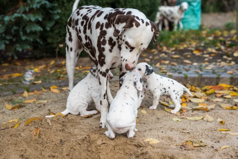 34. Lebenstag - B-Wurf (20)