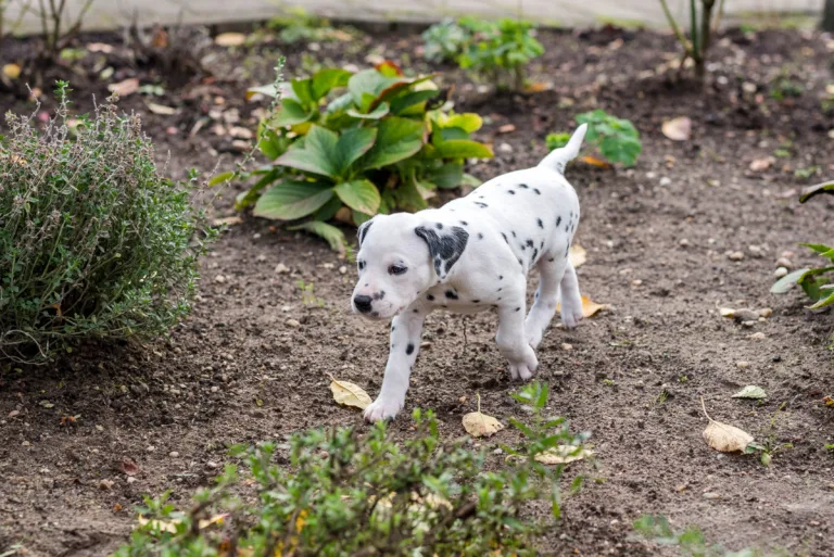 34. Lebenstag - B-Wurf (21)