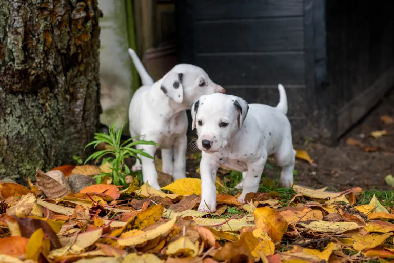 34. Lebenstag - B-Wurf (23)