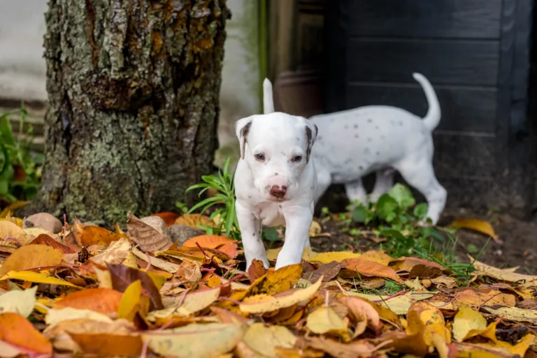 34. Lebenstag - B-Wurf (24)