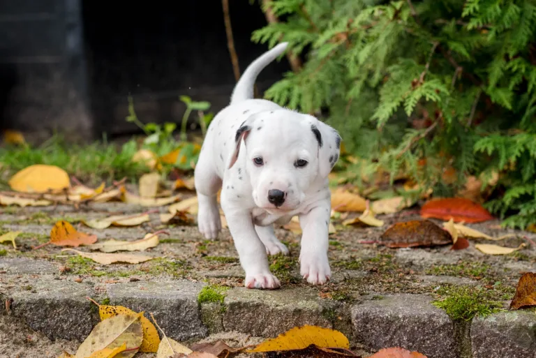 34. Lebenstag - B-Wurf (26)