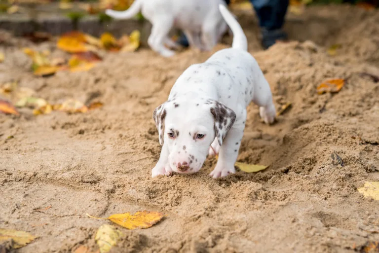 34. Lebenstag - B-Wurf (27)
