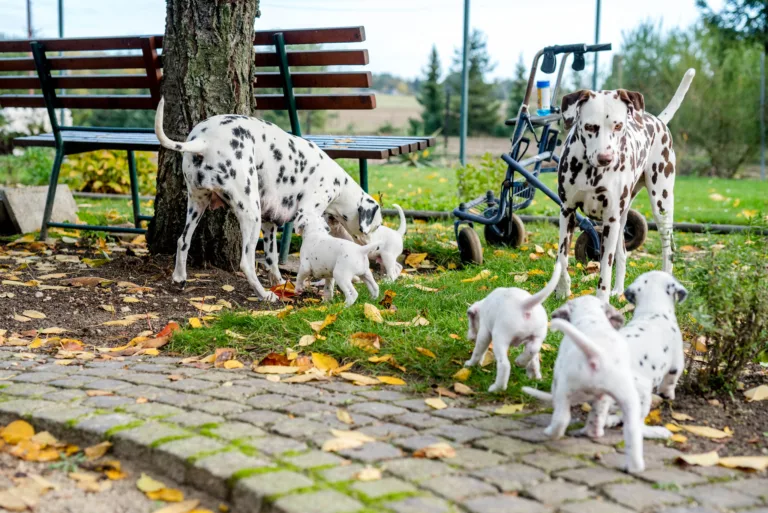 34. Lebenstag - B-Wurf (3)