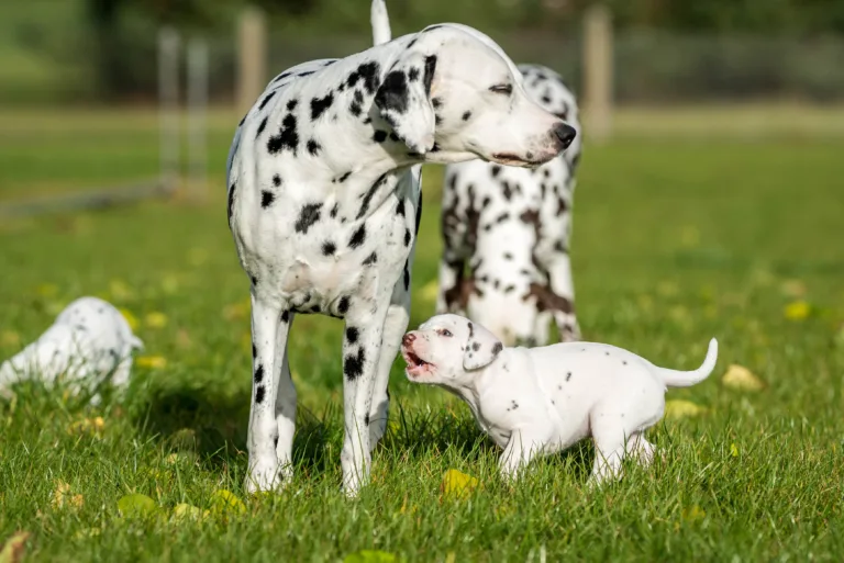 34. Lebenstag - B-Wurf (33)
