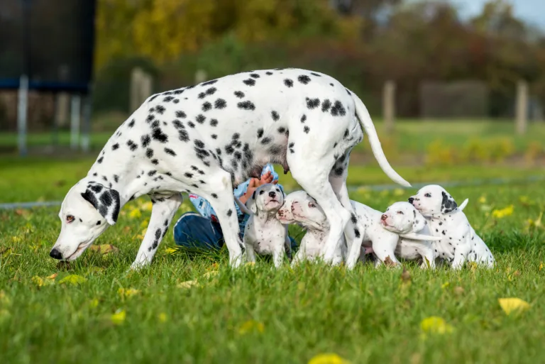 34. Lebenstag - B-Wurf (36)