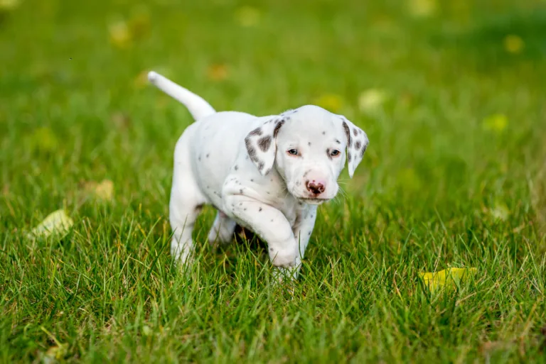 34. Lebenstag - B-Wurf (37)