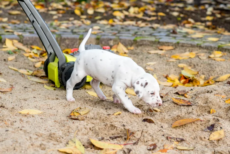 34. Lebenstag - B-Wurf (4)