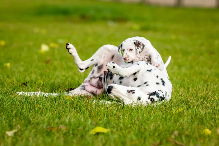 34. Lebenstag - B-Wurf (43)