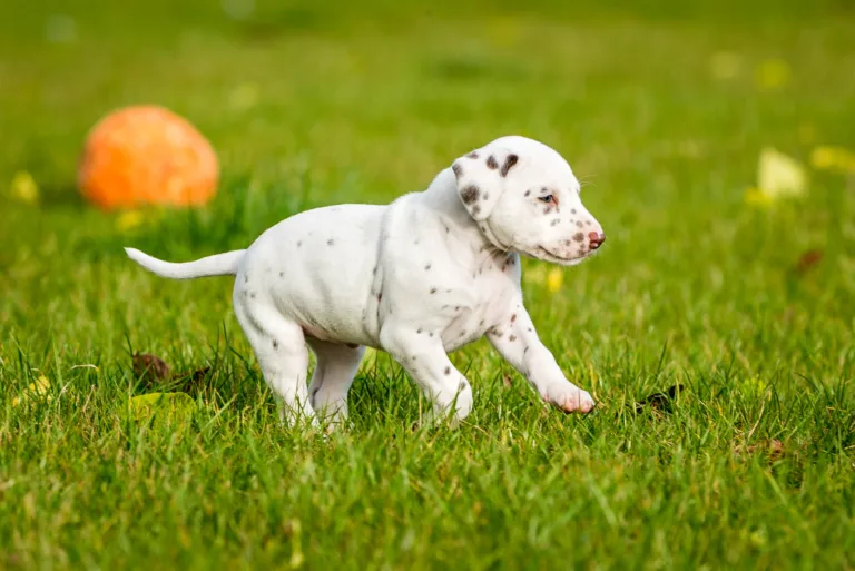 34. Lebenstag - B-Wurf (44)