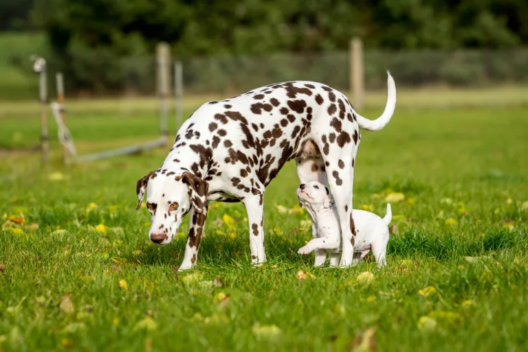 34. Lebenstag - B-Wurf (47)