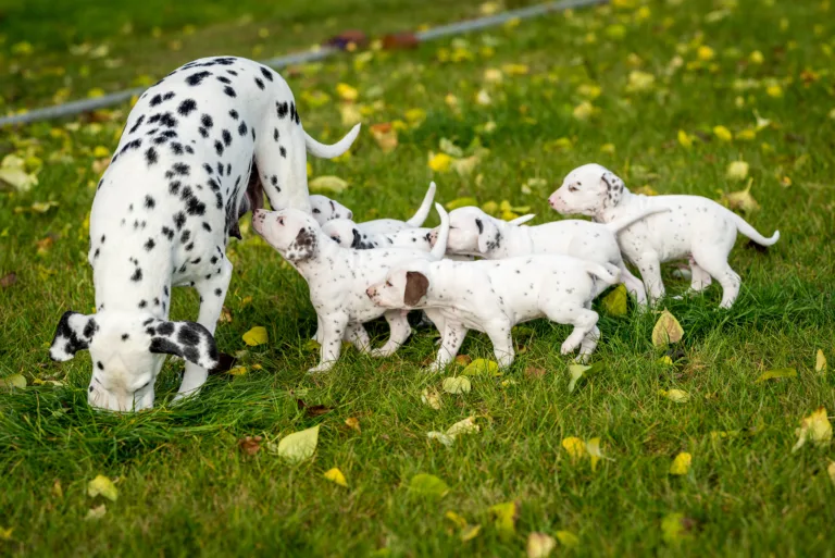 34. Lebenstag - B-Wurf (51)