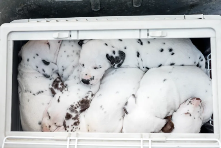 34. Lebenstag - B-Wurf (52)