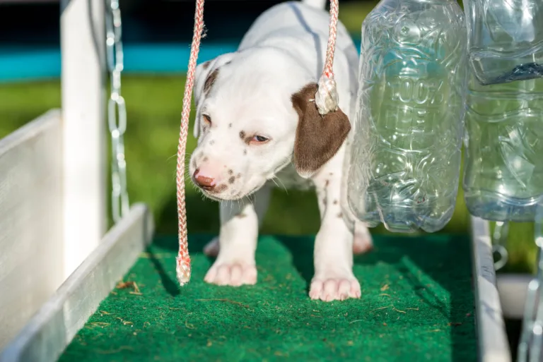 34. Lebenstag - B-Wurf (53)