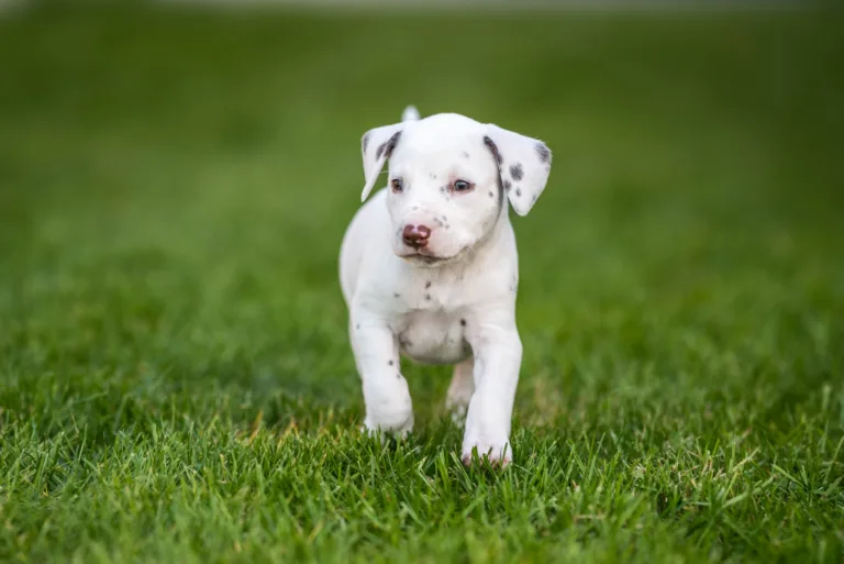 34. Lebenstag - B-Wurf (55)