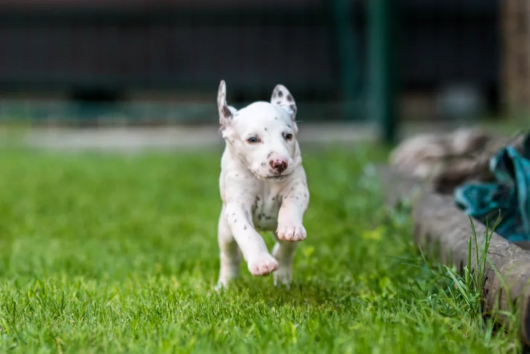 34. Lebenstag - B-Wurf (56)