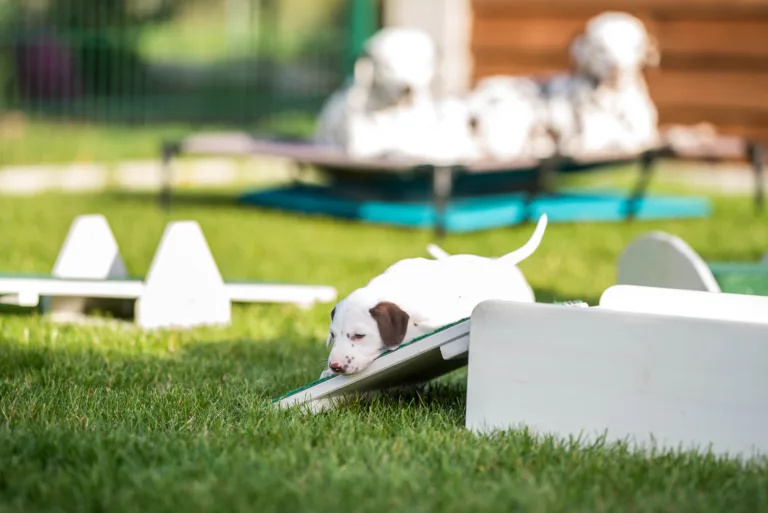 34. Lebenstag - B-Wurf (57)