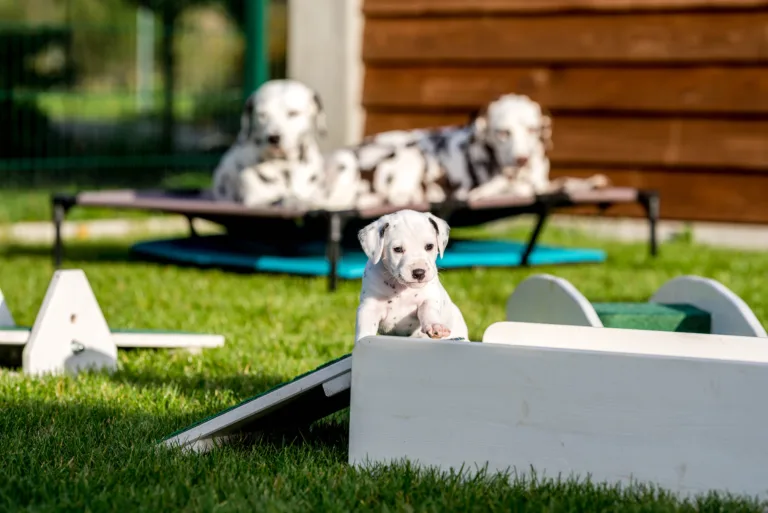 34. Lebenstag - B-Wurf (58)