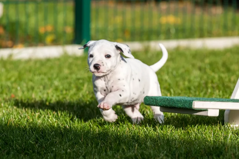 34. Lebenstag - B-Wurf (59)