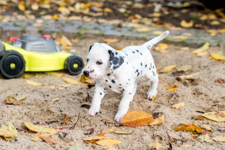 34. Lebenstag - B-Wurf (6)