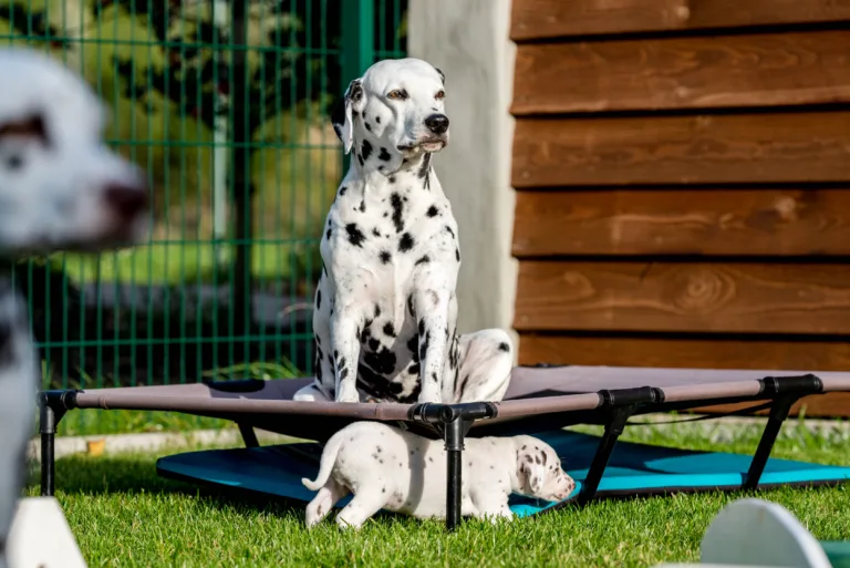 34. Lebenstag - B-Wurf (60)