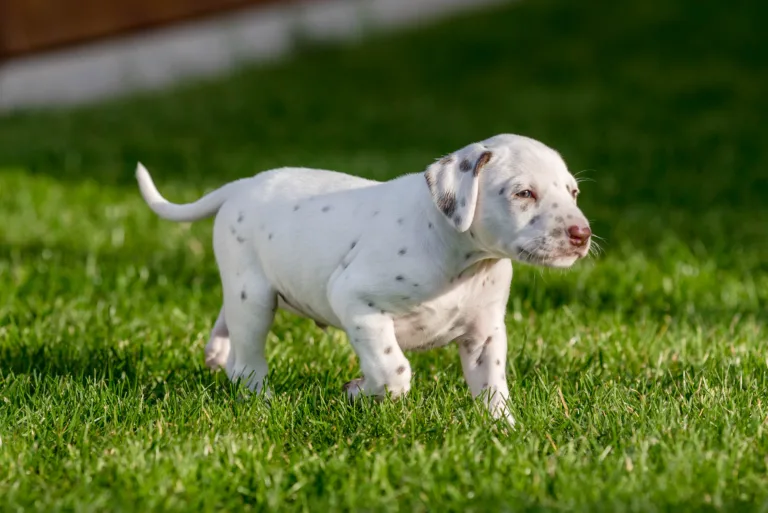 34. Lebenstag - B-Wurf (62)