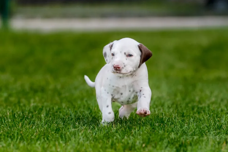 34. Lebenstag - B-Wurf (63)