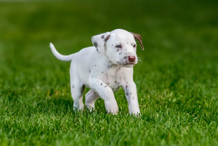 34. Lebenstag - B-Wurf (64)