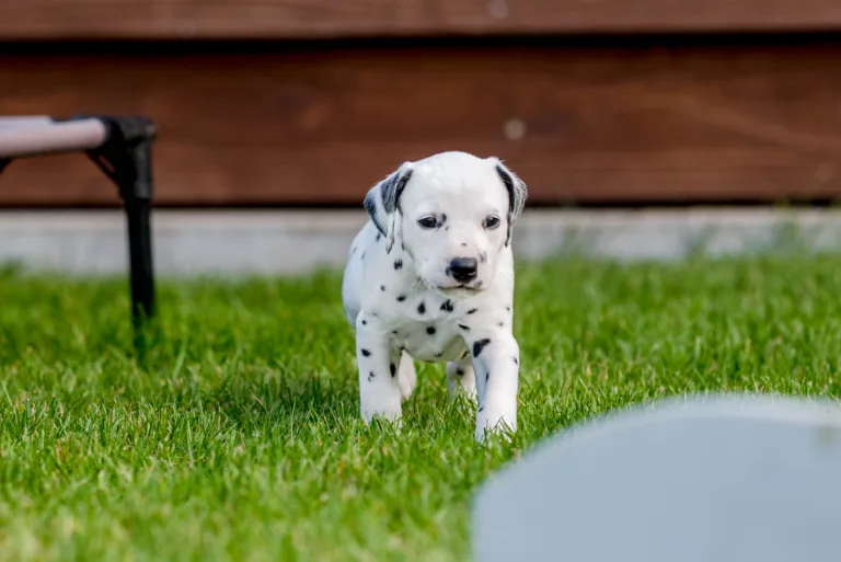 34. Lebenstag - B-Wurf (67)