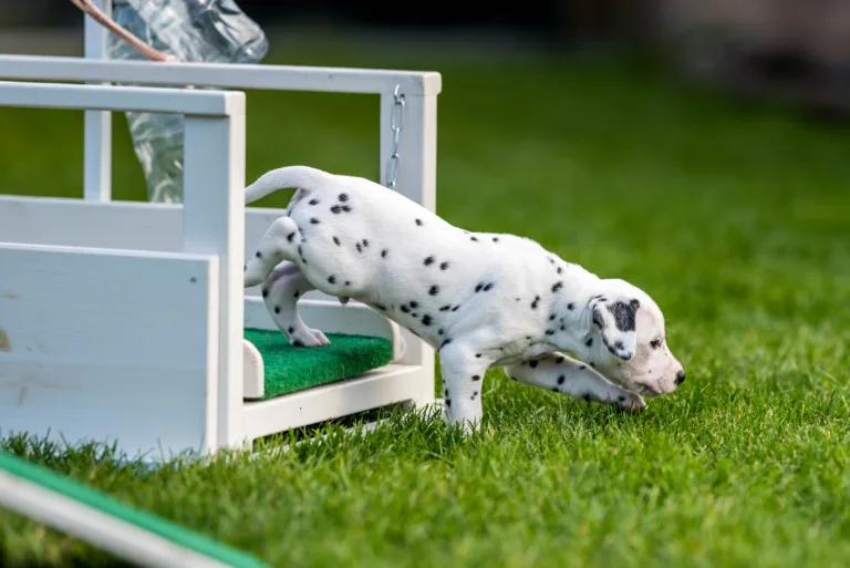 34. Lebenstag - B-Wurf (68)