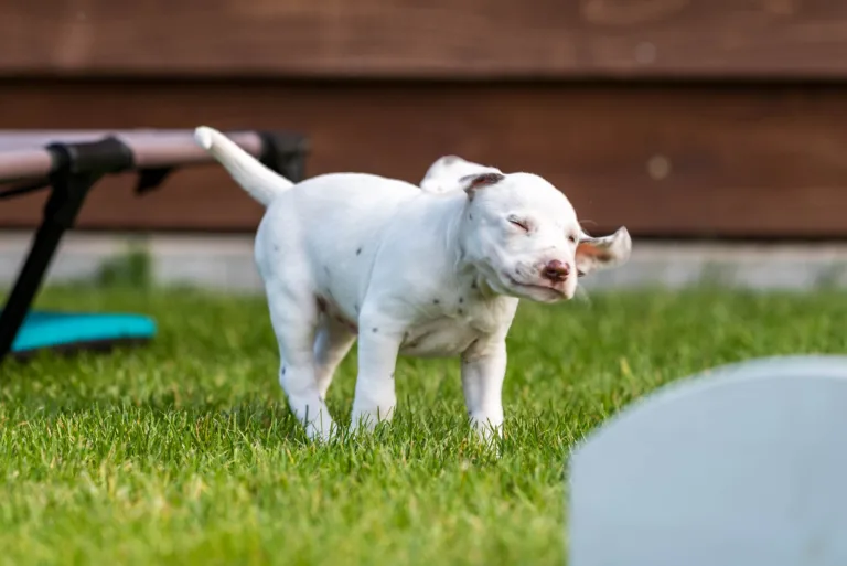 34. Lebenstag - B-Wurf (69)