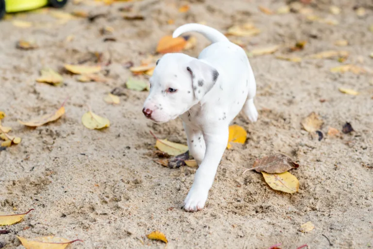 34. Lebenstag - B-Wurf (7)