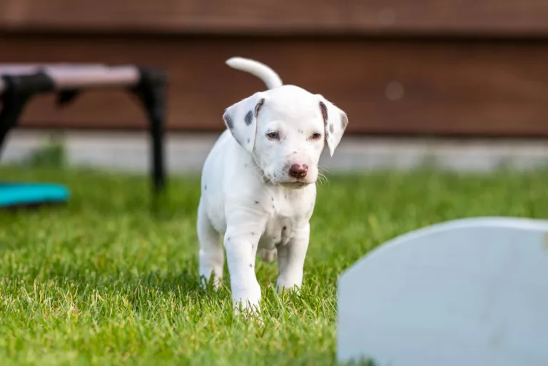 34. Lebenstag - B-Wurf (70)