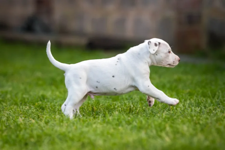 34. Lebenstag - B-Wurf (72)