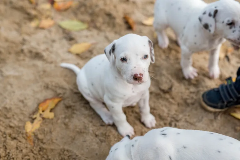 34. Lebenstag - B-Wurf (8)