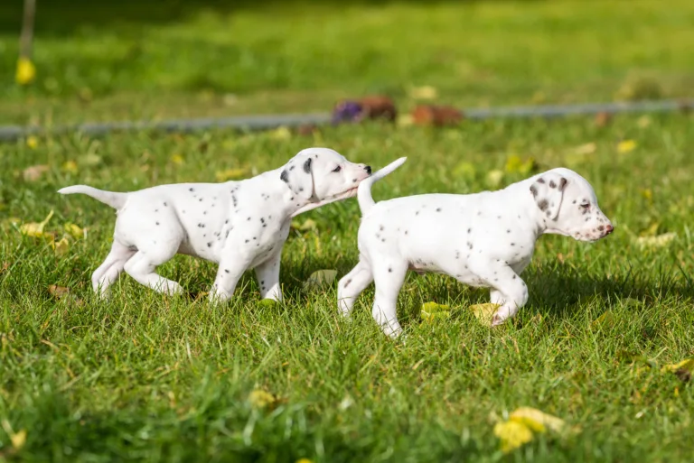 36. Lebenstag - B-Wurf (1)