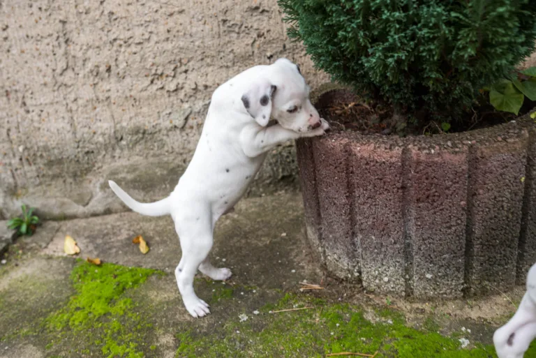 36. Lebenstag - B-Wurf (11)