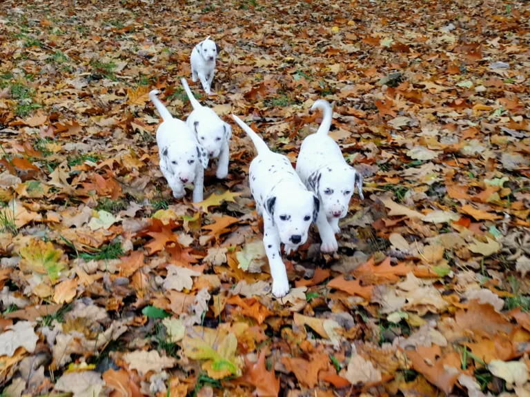 36. Lebenstag - B-Wurf (15)