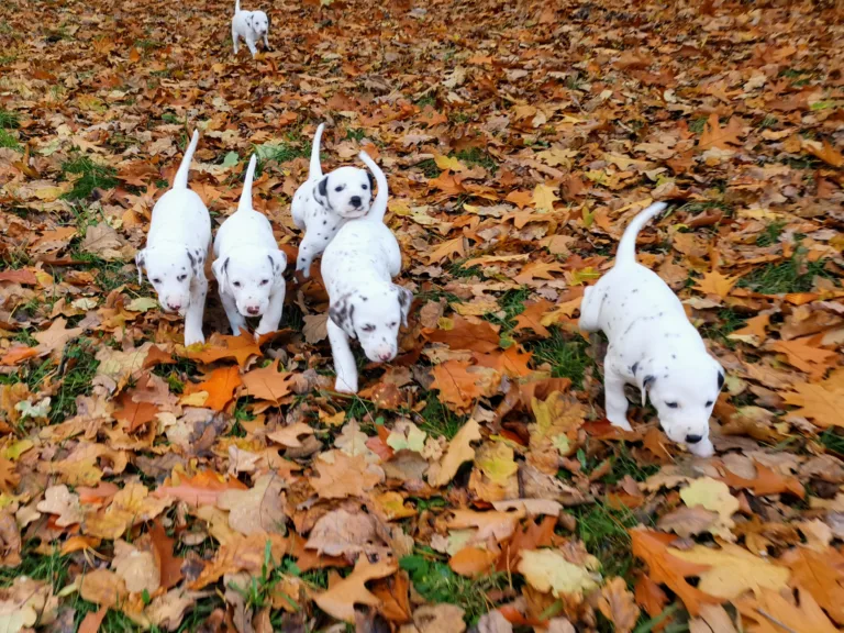36. Lebenstag - B-Wurf (16)