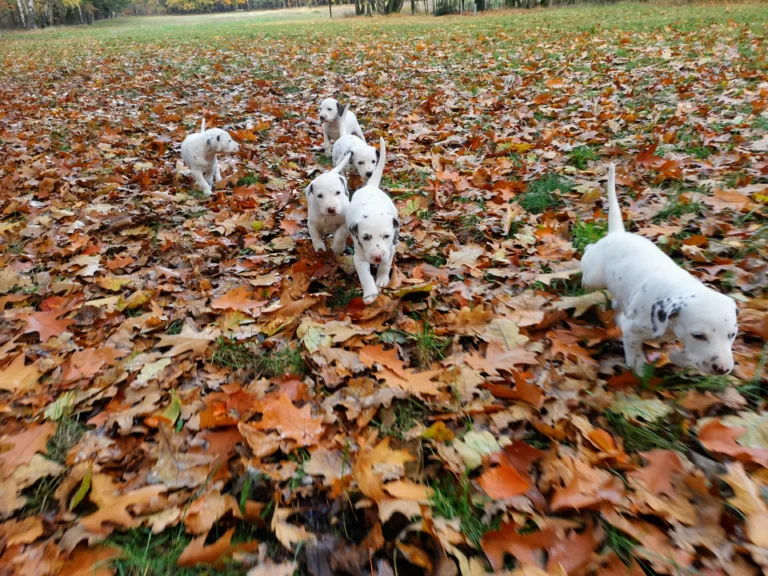 36. Lebenstag - B-Wurf (17)
