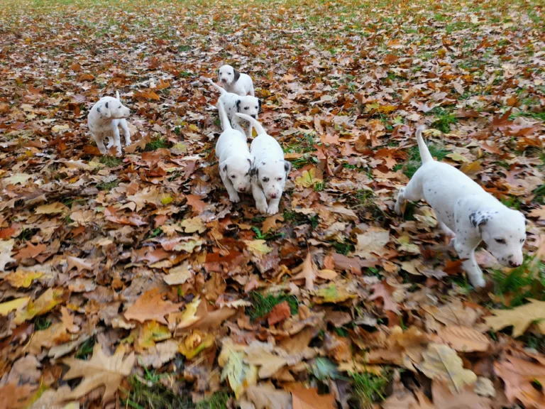 36. Lebenstag - B-Wurf (18)
