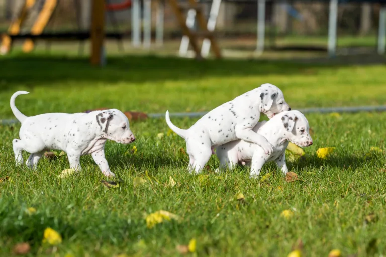 36. Lebenstag - B-Wurf (2)