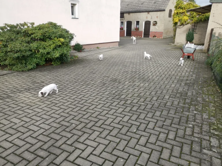 36. Lebenstag - B-Wurf (20)