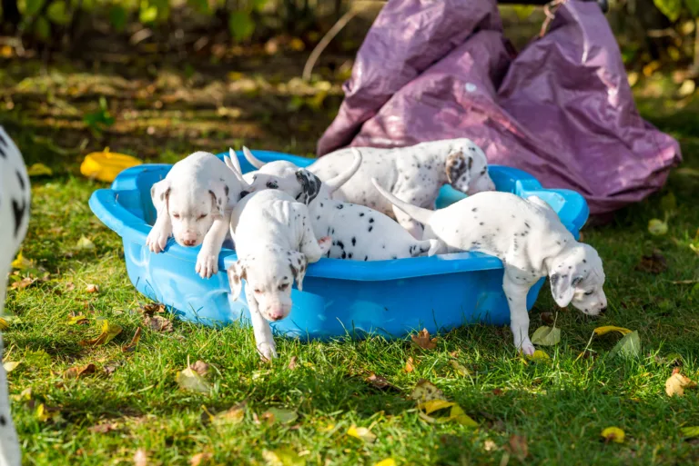 36. Lebenstag - B-Wurf (4)