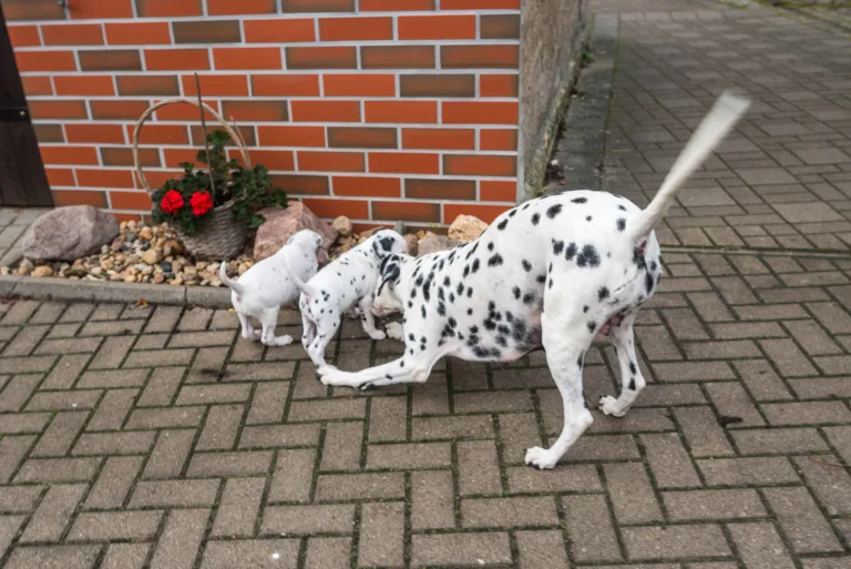 36. Lebenstag - B-Wurf (7)