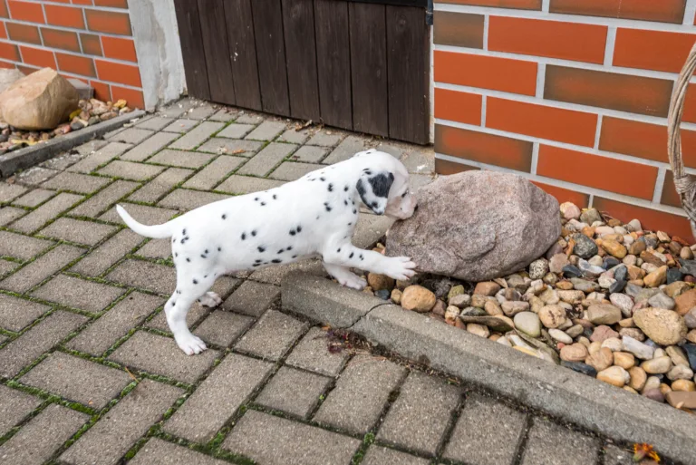 36. Lebenstag - B-Wurf (9)