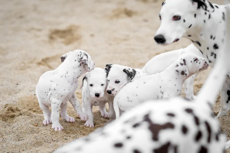 37. Lebenstag - B-Wurf (1)