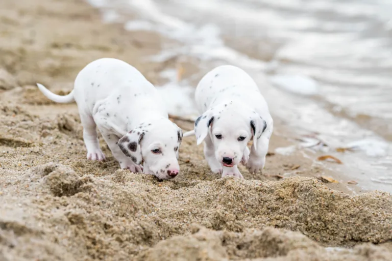 37. Lebenstag - B-Wurf (12)